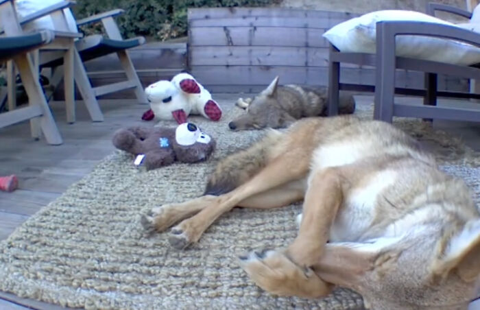 “Dog” Napping On Porch With Toys Turned Out To Be Not A Dog At All