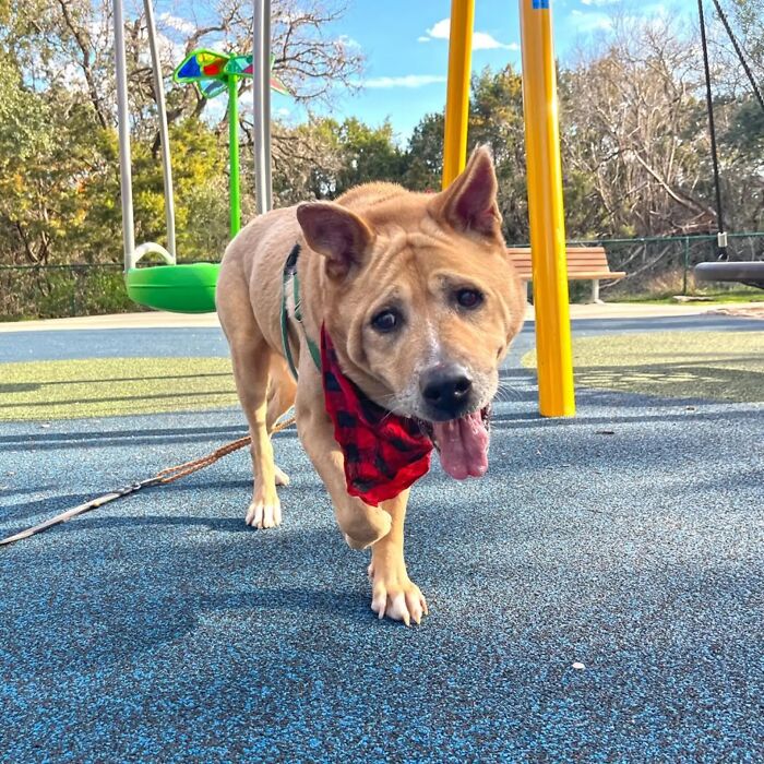 Adorable Video Showing Senior Dog Turning Into A Puppy Thanks To His New Owner