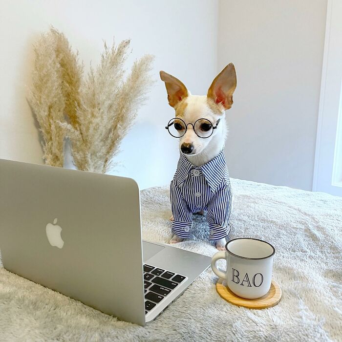 Meet Bao The Chihuahua With A $2,500 Wardrobe And A Luxurious Five-Star Hotel Lifestyle Meet Bao The Chihuahua With A $2,500 Wardrobe And A Luxurious Five-Star Hotel Lifestyle