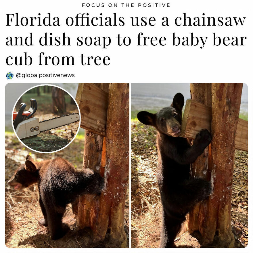 After A Little Bear Cub Caught Its Paw Inside A Crook In A Tree, A Florida Fish And Wildlife Conservation (Fwc) Official Came To The Rescue