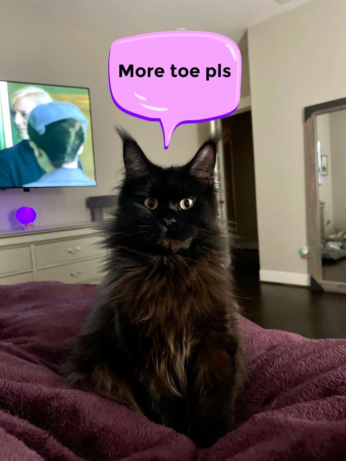 Woman Says The Bond With Her Cat Was Strengthened After The Cat Sneakily Consumed Her Toe Woman Says The Bond With Her Cat Was Strengthened After The Cat Sneakily Consumed Her Toe