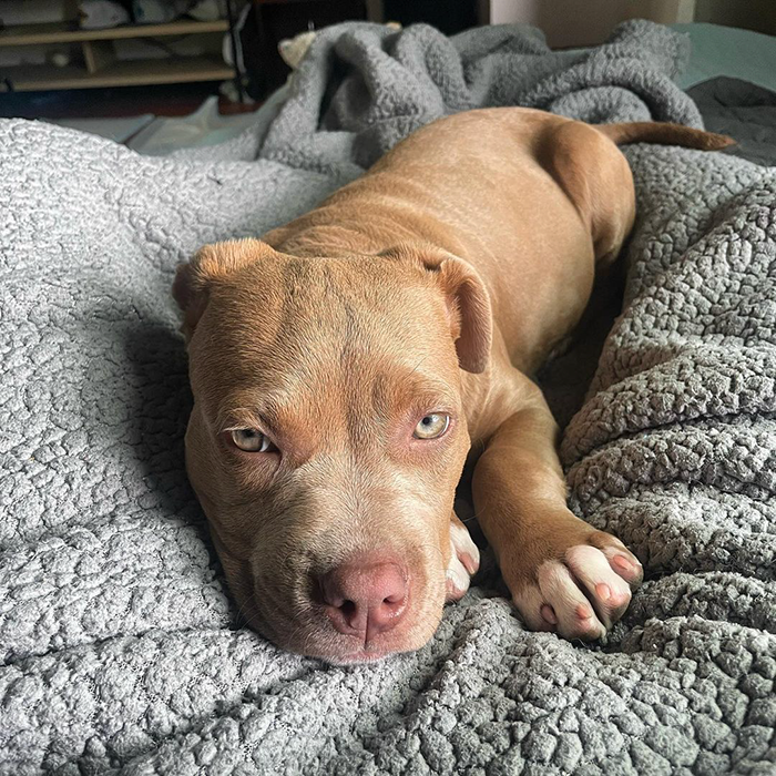 Heartfelt Story About Pit Bull Gigi And How Kindness And Her Owner’s Love Won Against Discrimination