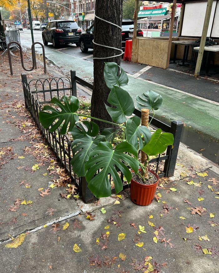 @mpuette Just Put This Monstera Out At Amsterdam Ave Between 106 And 107 In Front Of Bahn