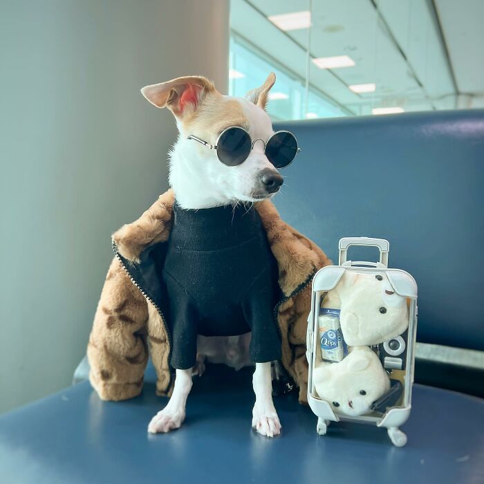 Meet Bao The Chihuahua With A $2,500 Wardrobe And A Luxurious Five-Star Hotel Lifestyle