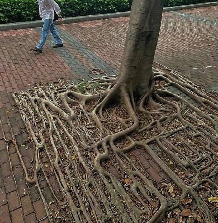 Raíces de árbol banyan en Hong Kong