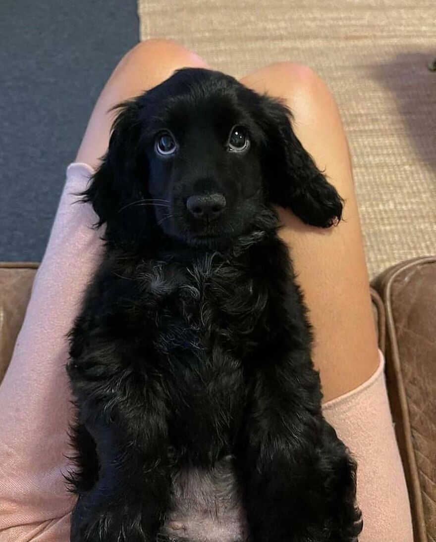 Meet Lily, The Queen Of Puppy Dogs Eyes😯