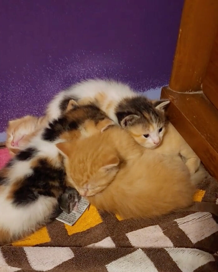 Touching Moment Mama Cat Adopts A Mouse As A Part Of Her Newest Litter