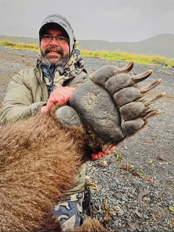 El tamaño de la garra de un oso grizzly