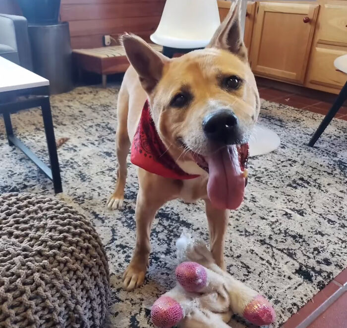 Adorable Video Showing Senior Dog Turning Into A Puppy Thanks To His New Owner