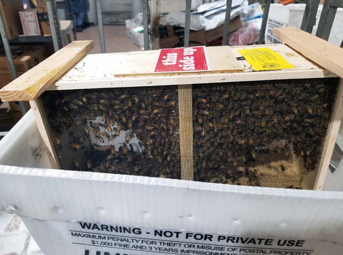 At The Post Office Where I Work, Someone Mailed A Bunch Of Bees