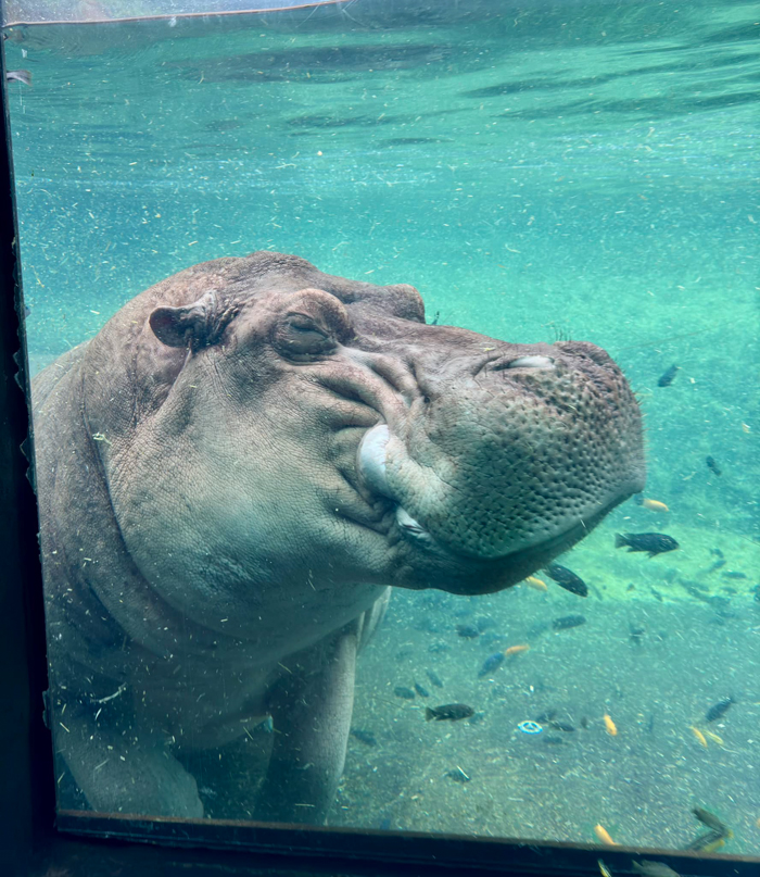 Sleepy, Cute And So Satisfying To Watch: Hippos Enjoying Underwater Spa