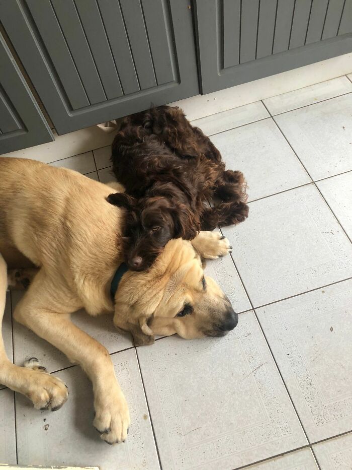 This Dog Got A Second Chance At Life, And His Tail Wags More Than Ever This Dog Got A Second Chance At Life, And His Tail Wags More Than Ever