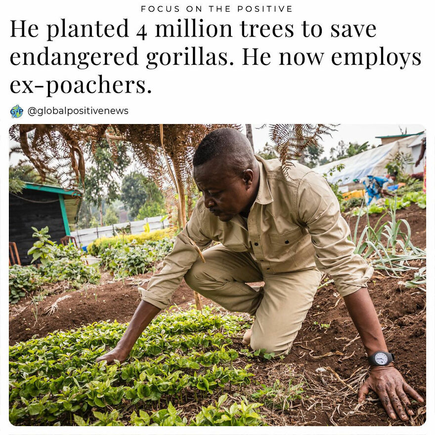 As A Young Boy, John Kahekwa From The Democratic Republic Of Congo, Witnessed How Hunger Drove Poachers To Harm The Local Gorillas Out Of Necessity. He Was Determined To Put An End To It