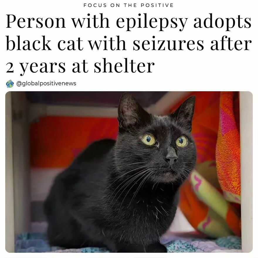 In June 2021, The Dutchess County Spca In New York Welcomed Annie, A Charming Black Rescue Cat. But Soon After, The Staff Noticed That She Had Health Issues