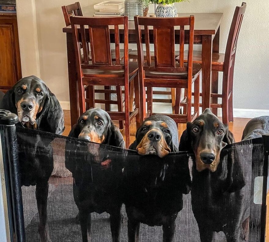 No More Furry Escapees Thanks To The Dearlomum Retractable Mesh Dog Gate