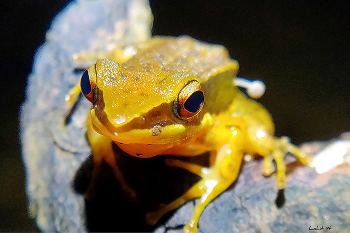 Scientists Baffled By Unprecedented Sight Of Living Frog With Mushroom Sprouting Out Of Its Side Scientists Baffled By Unprecedented Sight Of Living Frog With Mushroom Sprouting Out Of Its Side