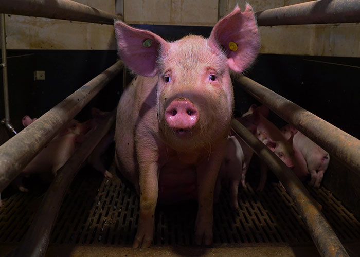 “I’ll Do Whatever It Takes”: Meet The Woman Behind The Pignorant Documentary