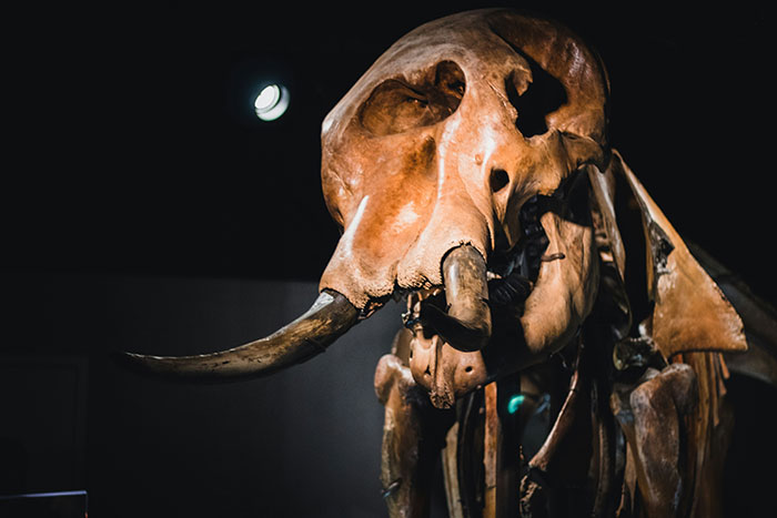 Texas Startup Plans To Resurrect The Woolly Mammoth, Among Other Extinct Species Texas Startup Plans To Resurrect The Woolly Mammoth, Among Other Extinct Species