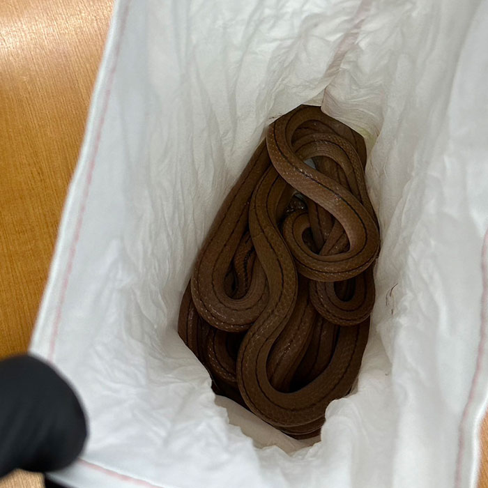 Six People Caught Trying To Smuggle 87 Animals In Major Wildlife Trafficking Bust Six People Caught Trying To Smuggle 87 Animals In Major Wildlife Trafficking Bust