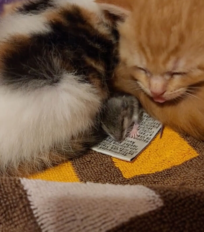 Touching Moment Mama Cat Adopts A Mouse As A Part Of Her Newest Litter