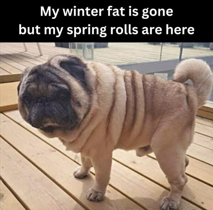 Springtime-Memes-Funny