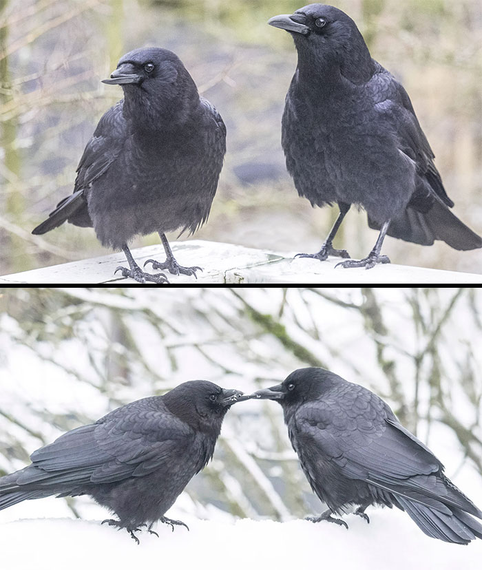 This Crow Broke Her Beak 8 Years Ago In A Collision With A Car. He Has Patiently Fed Her And Loved Her Since. They Have Babies Every Year And She Is An Affectionate Mother, And The Entire Flock Protect Her. Living Proof That Compassion Is Not Limited To Humans