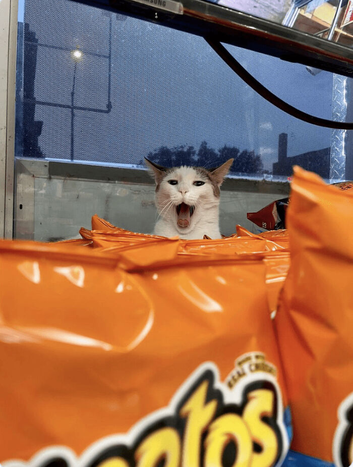 Abolishing Fines For Bodega Cats: Recognizing Their Important Role In New York City