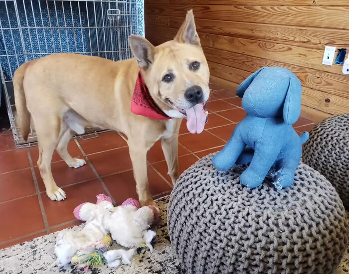 Adorable Video Showing Senior Dog Turning Into A Puppy Thanks To His New Owner