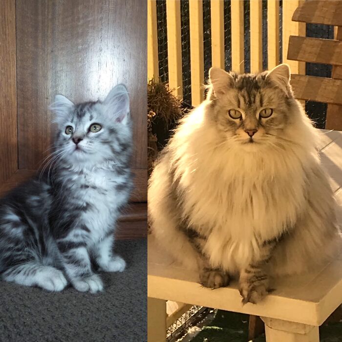 Two Months vs. Two Years - Alllllllll The Floof