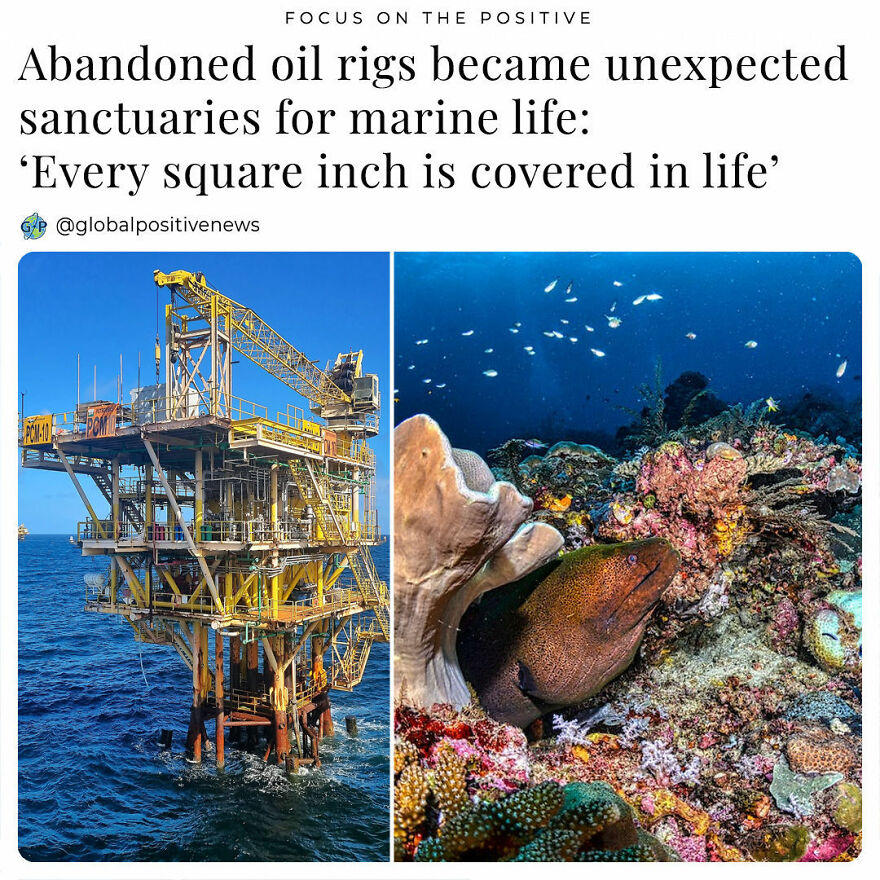 In 2010, The Then-Governor Of The State Of California, Arnold Schwarzenegger, Allowed Oil Companies To Repurpose Unused Platforms Into Artificial Reefs