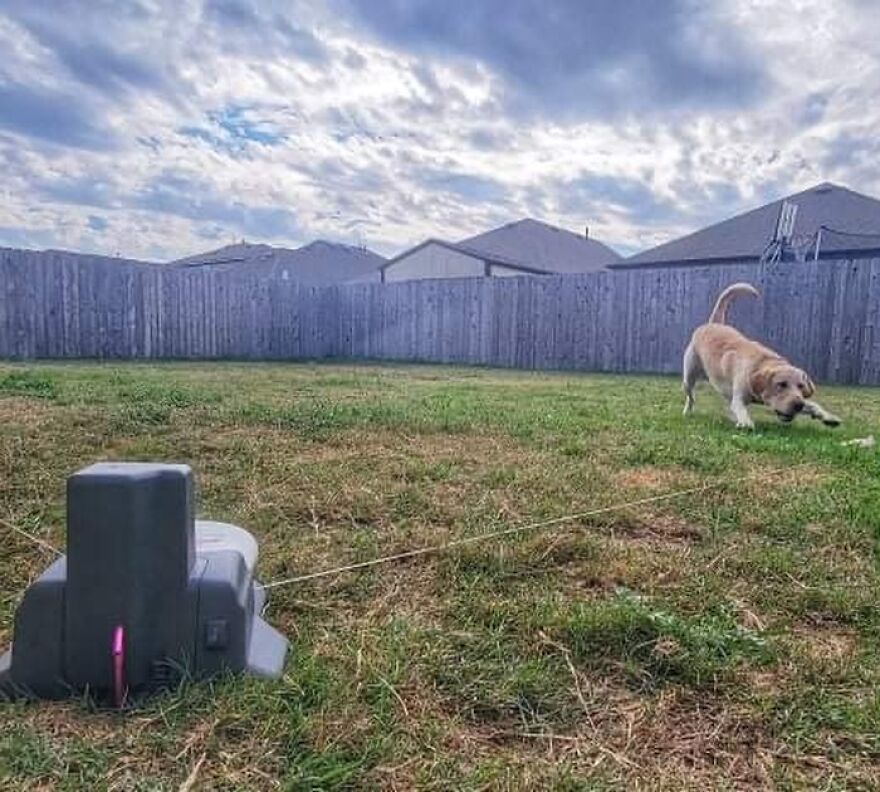  Swiftpaws: A Flag Lure Course That Your Dog Will Love