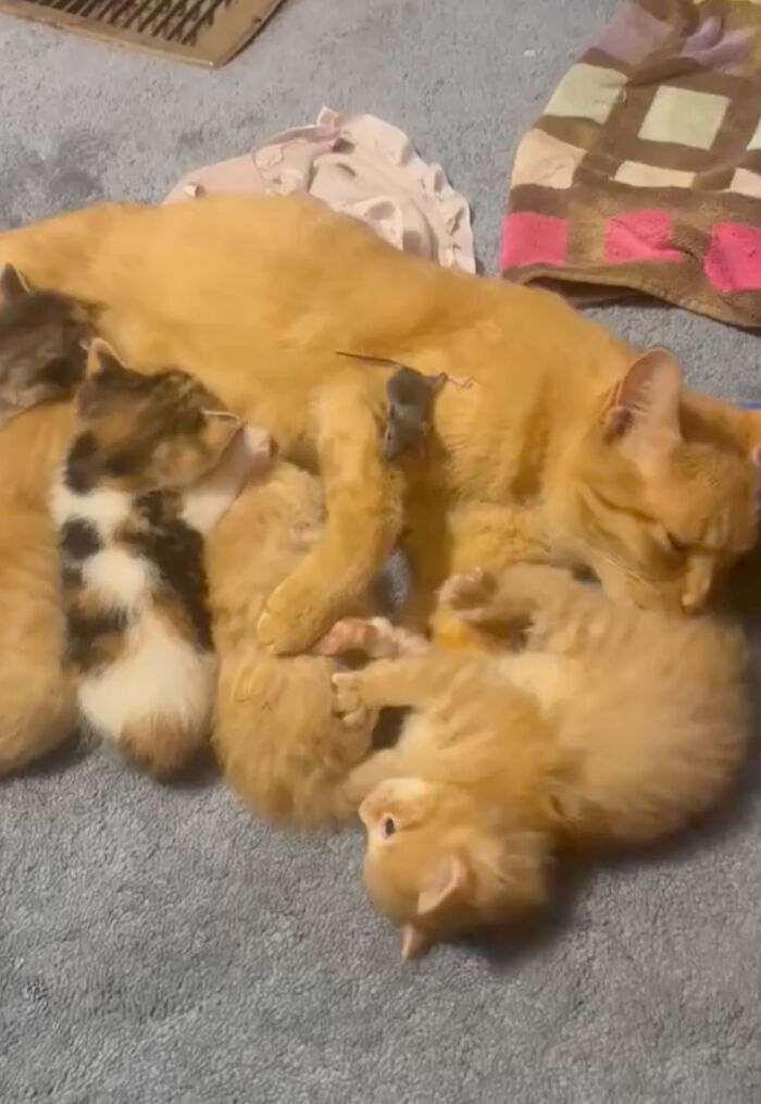 Touching Moment Mama Cat Adopts A Mouse As A Part Of Her Newest Litter