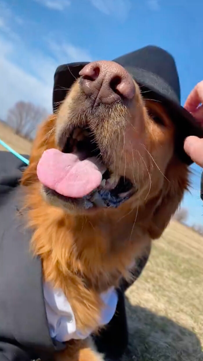 Dog Daycare Steals The Show, Recreating Hilarious Movie Posters Of Oscar-Nominated Films (10 Posters) Dog Daycare Steals The Show, Recreating Hilarious Movie Posters Of Oscar-Nominated Films (10 Posters)