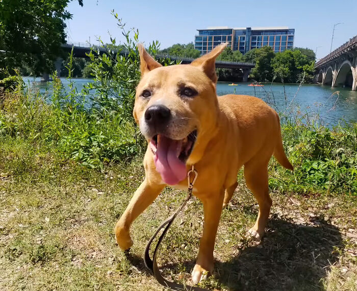 Adorable Video Showing Senior Dog Turning Into A Puppy Thanks To His New Owner