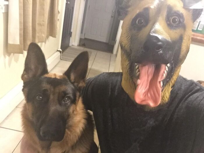 Because You Always Said You're A Dog Person. Prove It Now With The Dog Head Mask