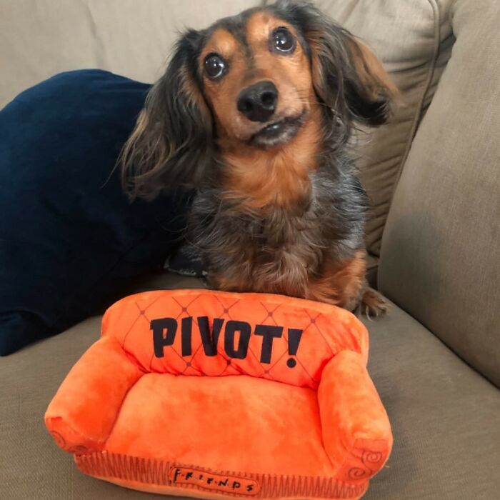 Pivot Playtime: Friends Orange Sofa Dog Toy For Your Furry Central Perk Fan!