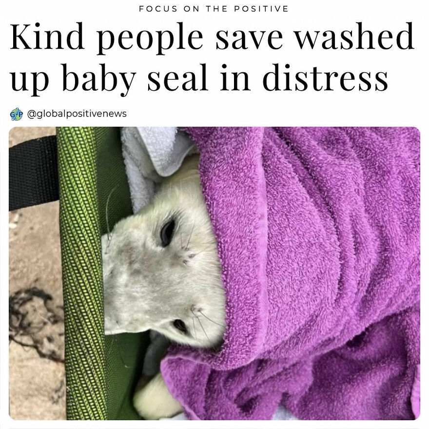 A Good Samaritan Noticed A Gray Seal Pup That Washed Too Far Ashore On A Beach In North East England, UK