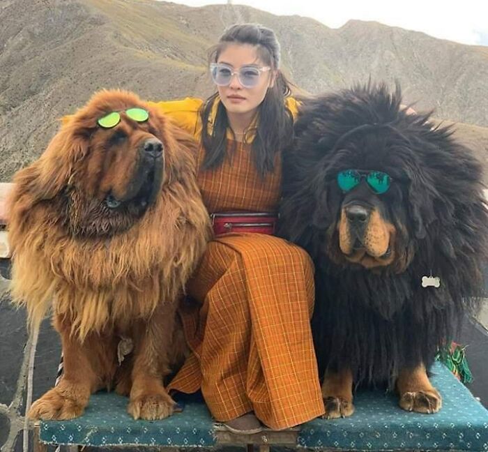 Mastines tibetanos