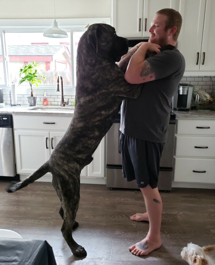 I'm 6-Feet-Tall And This Is My English Mastiff George. He Will Be 3 In June. Such A Baby