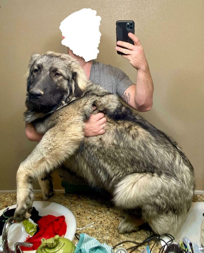 Absolute Unit Of A Six-Month-Old Puppy