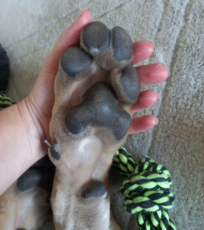 17-Week-Old Great Dane Puppy's Beans
