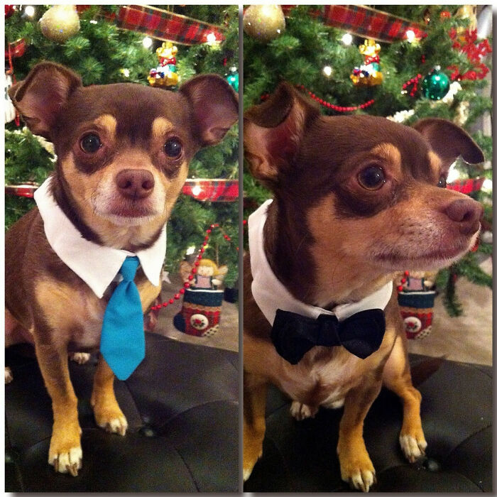 I Hand Stitched These Collars; My Dog Was Nice Enough To Model Them For Me!