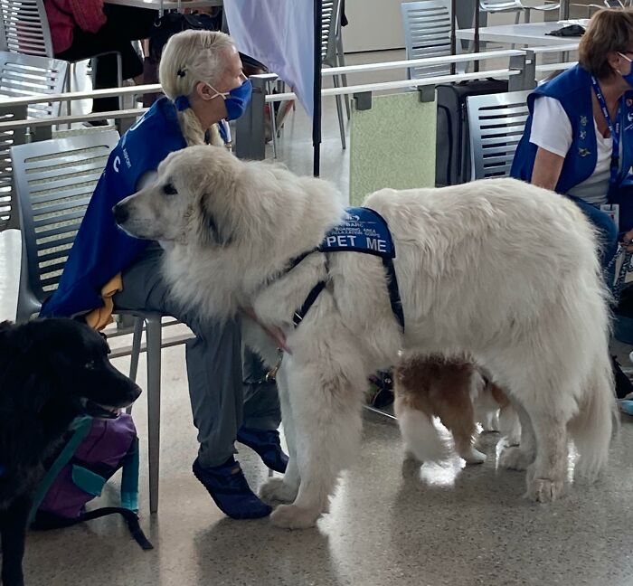 Perro de comfort en el aeropuerto