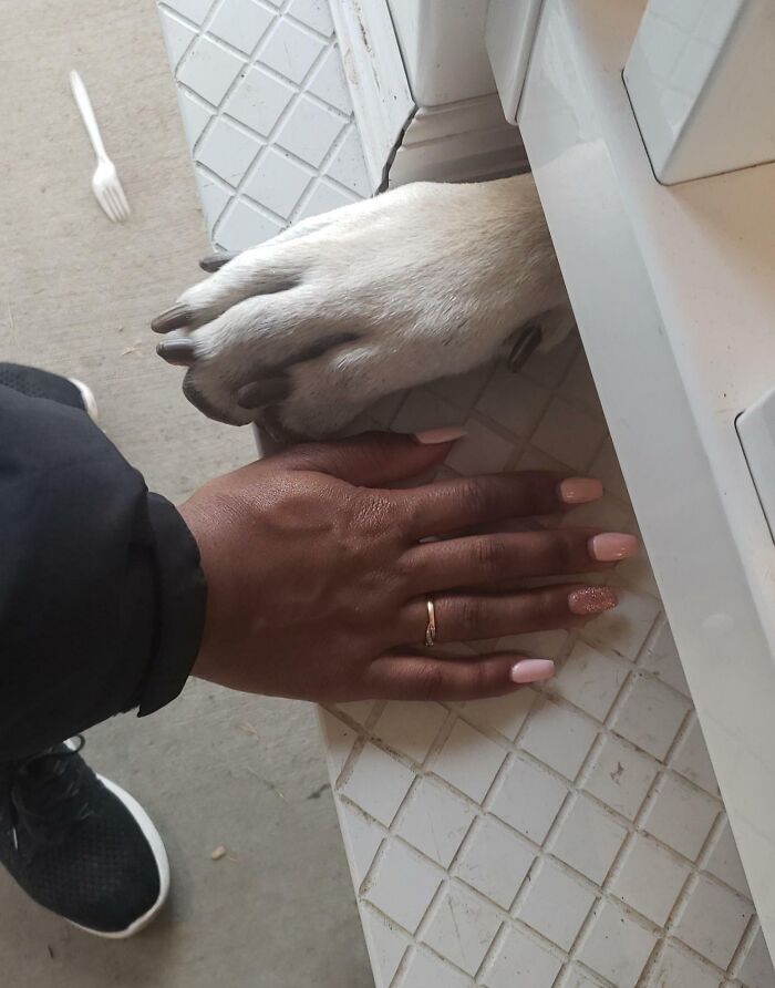 My Girlfriend's Hand Next To A Great Dane's Paw