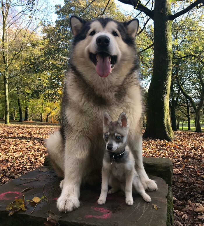 Alaskan Malamute Phil vs. Alaskan Klee Kai. Check Out The Size Difference Of The Two Breeds! We Love That Their Markings And Coloring Are So Similar