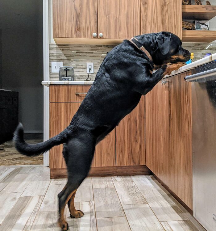 My Dog Looking For Leftovers On The Countertop