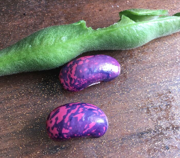 I found These Crazy Pink And Purple Seeds Inside Our Runner Bean Plant
