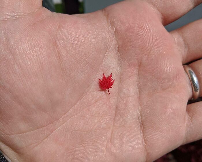 The Smallest Maple Tree Leaf I've Ever Seen