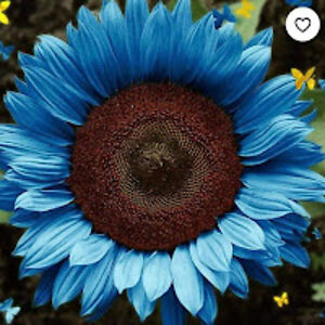 michellecox_1 avatar