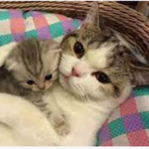 evanyipevvnan avatar